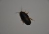 Фото Аргентинские тараканы